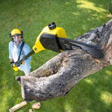 Best Tree Removal Services  in Long Beach, CA